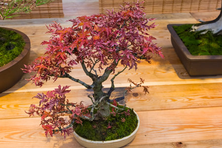 Bonsai - Japanese maple (Acer palmatum). Age - about 15 years. Exhibition of Bonsai in Aptekarsky Ogorod (a branch of the Botanical Garden of Moscow State University), Moscow, Russia, November 2017.のeditorial素材