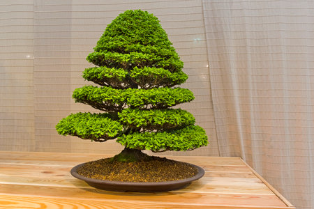 Bonsai - Japanese cypress (Chamaecyparis obtusa). Age - about 50 years. Exhibition of Bonsai in Aptekarsky Ogorod (a branch of the Botanical Garden of Moscow State University), Moscow, Russia, November 2017.のeditorial素材