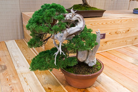 Bonsai - Chinese juniper (Juniperus chinensis). Age - about 100 years. Exhibition of Bonsai in Aptekarsky Ogorod (a branch of the Botanical Garden of Moscow State University), Moscow, Russia, November 2017.のeditorial素材
