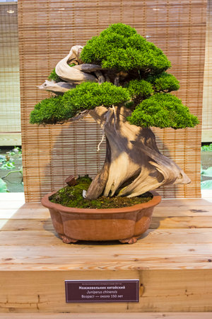 Bonsai - Chinese juniper (Juniperus chinensis). Age - about 150 years. Exhibition of Bonsai in Aptekarsky Ogorod (a branch of the Botanical Garden of Moscow State University), Moscow, Russia, November 2017.のeditorial素材
