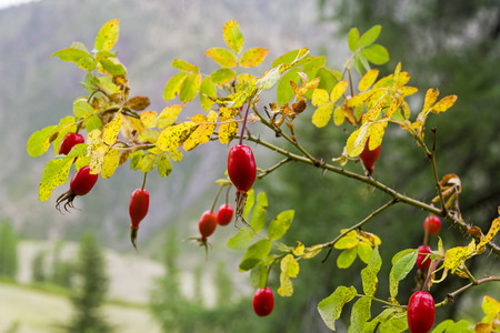 Close-up of the ripe fruit of wild rose. August. Altai Mountains, Siberia, Russia.の写真素材