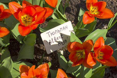 Tulips of the Albert Heyn  species on a flowerbed.の写真素材