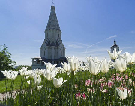 Blooming white tulips on the background of the Church of the Ascension of the Lord in Kolomenskoye, Moscow. Sunny day in the middle of May.の写真素材