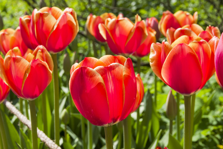 Beautiful bright red tulips in the flowerbed. Sunny day in May.の写真素材