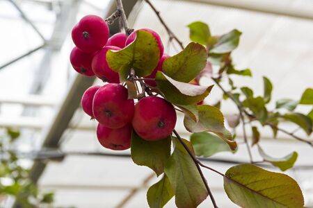 The fruits of the ornamental apple-tree of Giselle species.