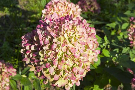 Blooming panicled hydrangea (Hydrangea paniculata) of the Little Lime species. Sunny day in early...