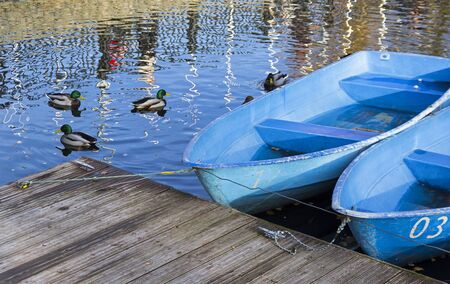 Ducks at the boat station. Sunny day in October.の写真素材
