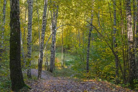 Small overgrown lake in the autumn forest. Sunny day in October. Landscape reserve Teply Stan, Moscow, Russia.の写真素材