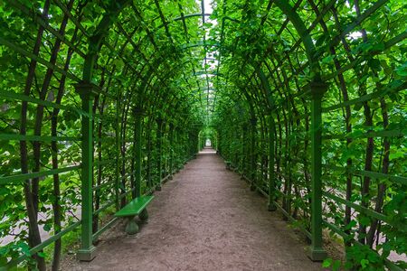 Berso in the Summer Garden. Saint Petersburg, Russia.の写真素材