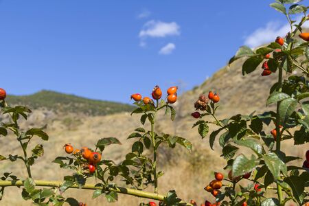 Ripe wild rose hips. Crimean mountains. Sunny day in September.の写真素材