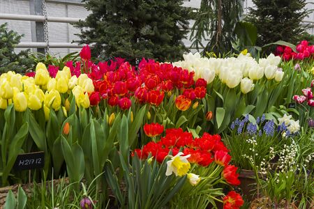 Beautiful bright colorful flowers in the greenhouse.の写真素材