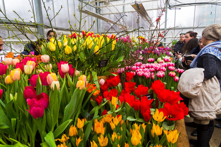 Moscow, Russia - February 16, 2020 - Beautiful bright multi-colored tulips in the greenhouse.のeditorial素材