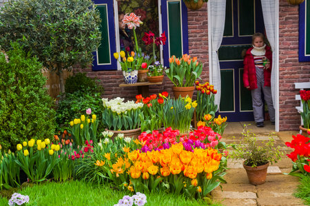 Moscow, Russia - February 16, 2020 - Beautiful multi-colored tulips on the background of scenery depicting a rural house. Greenhouse in the botanical garden.のeditorial素材