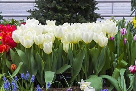 Tulipa of the Purissima  species in a greenhouse. の写真素材