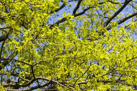 Blooming English oak (Quercus robur), a sunny day in May.の写真素材