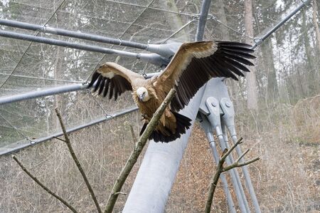 Eurasian griffon (lat. Gyps fulvus) spread its wings sitting on a tree branch at the zoo. Alpenzoo,...