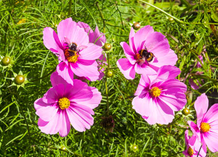 Bumblebees on the flowers of light purple cosmos. Sunny day in September.