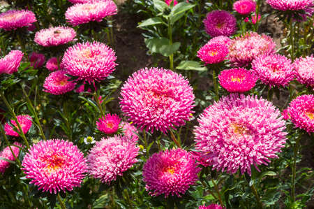 Blooming bright purple asters. Sunny day in September.の写真素材