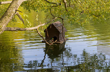 A mallard duck drake sits on a tree branch next to a duck house on the surface of a pond. Sunny day...