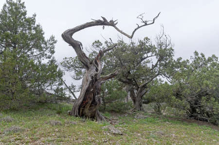 Dried relict treelike juniper (Juniperus excelsa) with a bizarrely curved trunk. Crimea.の写真素材