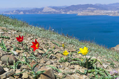 Schrenck's tulip (lat. Tulipa suaveolens) on a rocky clay mountain slope against the backdrop of the...