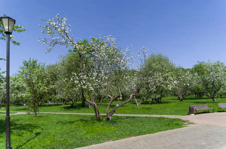 Old apple orchard in Konkovo, South-West Administrative District of Moscow, Russia. Sunny day in May.の写真素材