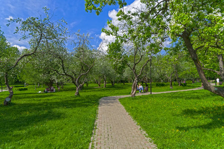 Moscow, Russia - May 19, 2021: Old apple orchard in Konkovo, South-West Administrative District of Moscow, Russia. Sunny day in May.のeditorial素材