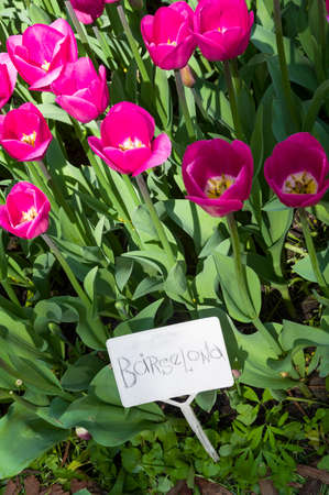 Tulips of the Barselona species on a flowerbed.の写真素材