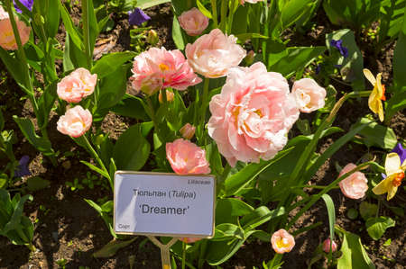 Tulips of the Dreamer species on a flowerbed.の写真素材