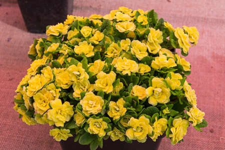Double-flowered primula variety Belarina Buttercup Yellow. Exhibition in the greenhouse of the Aptekarsky Ogorod (branch of the Botanical Garden of Moscow State University). Moscow, Russia,の写真素材