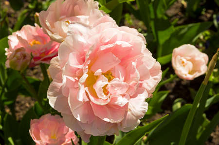 Tulips of the Dreamer species on a flowerbed, close-up.の写真素材