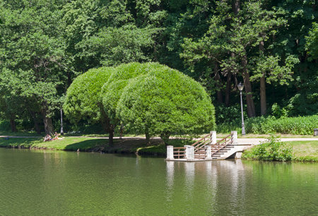Moscow, Russia - June 20, 2021: Rakitas with spherical crowns on the shore of a pond. Tsaritsinsky park, Moscow, Russia, sunny day in June.のeditorial素材