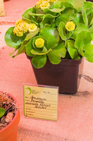 Moscow, Russia - May 16, 2021: Double-flowered primula variety auricula Forest Scherbet. Exhibition in the greenhouse of the Aptekarsky Ogorod (branch of the Botanical Garden of Moscow State University). Moscow, Russia,のeditorial素材