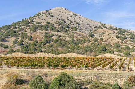 Vineyard at the foot of the Perchem mountain. Sudak, Crimea, sunny day in October.の写真素材