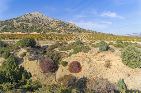 Vineyard at the foot of the Perchem mountain. Sudak, Crimea, sunny day in October.の写真素材