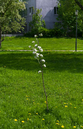 Small flowering apple tree. Apple orchard in Konkovo Apple orchard in Konkovo , South-West Administrative District of Moscow, Russia. Sunny day in May.の写真素材