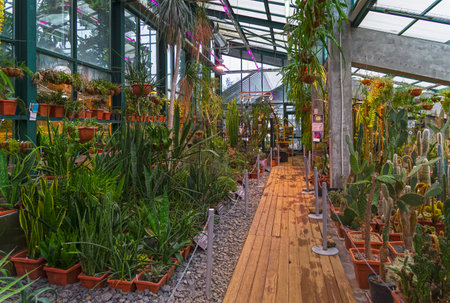 Moscow, Russia - Febriary 23, 2022: A variety of cacti and succulents in the greenhouse in Aptekarsky Ogorod (a branch of the botanical garden of Moscow State University).のeditorial素材