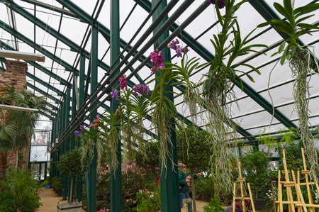 Moscow, Russia - February 23, 2022: Blooming orchids with air roots. Greenhouse in Aptekarsky Ogorod (a branch of the botanical garden of Moscow State University).のeditorial素材