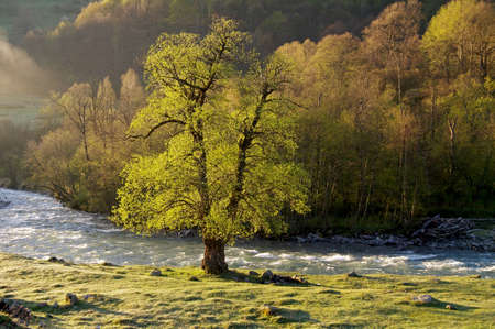 A tree beautifully lit by the morning sun on the shore of the Aksaut River. Karachay-Cherkessia,...