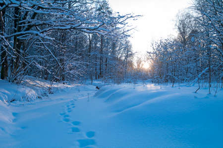 A frozen stream in the winter forest under the low evening sun. January.の写真素材