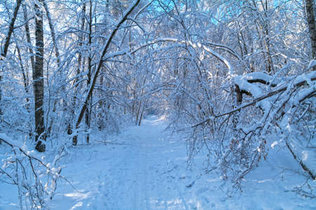 Ski-track in the winter forest. Sunny day in January.