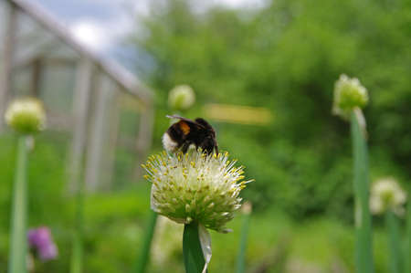 Bumblebee on a flowering onion.の写真素材