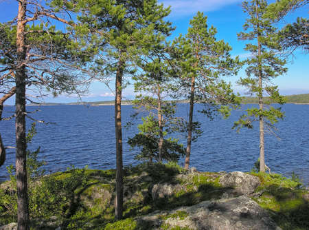 Pine trees on the coast of the White Sea. Gorely Island, Crete firth, Kandalaksha Gulf, Karelia, Russia. Sunny day in July.の写真素材