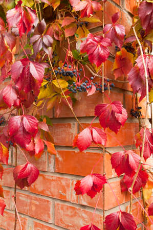 Reddened leaves of Virginia creeper against the background of a brick wall. Autumn, October.の写真素材