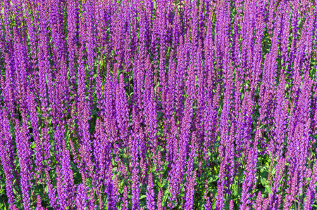 Blooming wild sage in the botanical garden.の写真素材