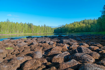 Low water level on the river. The stones covered with algae are on the surface. The Chirko-Kem river, Karelia, Russia. Sunny day in August.の写真素材