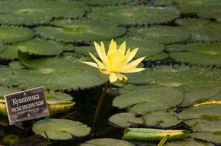 Blooming Mexican waterlily in the greenhouse of the botanical garden. The russians word at the nameplate say "Mexican waterlily"の写真素材