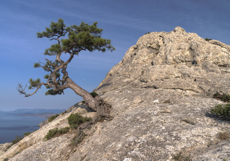 Relic pine at the top of Cosmos peak. Crimea, Novy Svet, Karaul-Oba.の写真素材