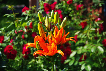 Beautiful orange lilies under the bright flowering summer sun.の写真素材