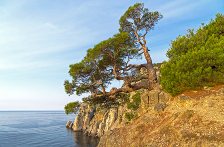 Bizarrely curved relic pine on the seashore. Novyy Svet, Crimea.の写真素材